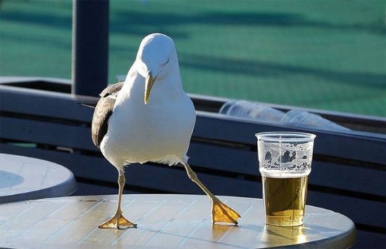 Beer & Seagull